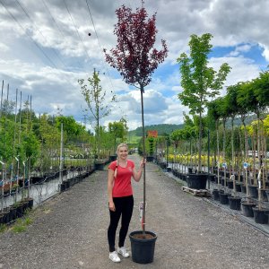 Slivka čerešňoplodá (Prunus cerasifera) ´PISSARDI´ - výška 340-360 cm, kont. C30L